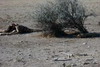 Namibie - Parc d'Etosha - Lion veillant sur sa proie