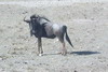 Namibie - Parc d'Etosha - Gnou