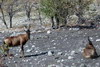 Namibie - Parc d'Etosha - Bubales