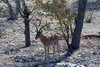 Namibie - Parc d'Etosha - Impala