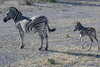 Namibie - Parc d'Etosha - Zbres de Burchell