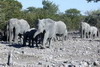 Namibie - Parc d'Etosha - Eléphants