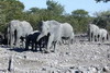 Namibie - Parc d'Etosha - Elphants