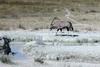 Namibie - Parc d'Etosha - Oryx