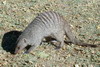 Namibie - Parc d'Etosha - Mangouste raye