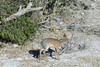 Namibie - Parc d'Etosha - Dik-dik de Kirk