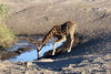 Namibie - Parc d'Etosha - Girafe