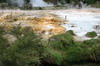 La Nouvelle-Zlande du Nord au Sud - Waimangu - Terrasse colore