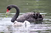 La Nouvelle-Zlande du Nord au Sud - Waimangu - Cygne noir et ses poussins