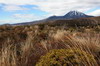 La Nouvelle-Zlande du Nord au Sud - Parc National Tongariro - Lande devant le Ngauruhoe
