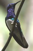 Voyage ornithologique au Panama - Gamboa - Colibri jacobin m�le