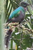 Voyage ornithologique au Panama - Guadalupe - Quetzal resplendissant femelle
