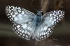 Voyage ornithologique au Panama - El Salto - Papillon