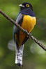 Voyage ornithologique au Panama - Cerro Azul - Trogon � lunettes jaunes m�le
