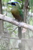 Voyage ornithologique au Panama - Panama City - Motmot cara�be