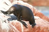 Prou - Iles Ballestas - Lion de mer femelle