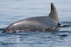 Pérou - Iles Ballestas - Dos et aileron de dauphin