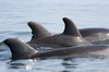 Iles Ballestas (Prou) - Dauphins