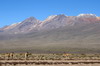 Prou - Altiplano entre Arequipa et Chivay - Vigognes devant les sommets Andins