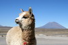 Pérou - Altiplano entre Arequipa et Chivay - Alpaga devant le volcan Misti