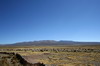 Pérou - Altiplano entre Arequipa et Chivay - Troupeau de lamas et alpagas