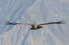 Prou - Canyon de Colca - Condor des Andes