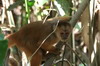 Pérou - Ile aux Singes - Capucin brun