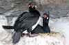 Argentine, Chili - Canal de Beagle (Ushuaia) - Cormorans de Magellan
