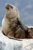 Argentine, Chili - Canal de Beagle (Ushuaia) - Lion de mer
