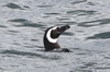 Argentine, Chili - Canal de Beagle (Ushuaia) - Manchot de Magellan