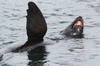 Argentine, Chili - Canal de Beagle (Ushuaia) - Lion de mer