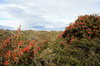 Argentine, Chili - Canal de Beagle (Ushuaia) - Arbre de feu ou Notro sur un ilt du Canal