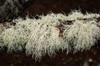 Argentine, Chili - Ushuaia - Barba de viejo ou usnée barbue (lichen)