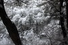 Argentine, Chili - Ushuaia - La fort sous la neige