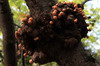 Argentine, Chili - Parc National de la Terre de Feu - Pan de indio ou Pain de l'indien (champignon parasite)