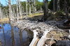 Argentine, Chili - Parc National de la Terre de Feu - Digue de castors