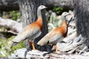 Argentine, Chili - Parc National de la Terre de Feu - Ouettes  tte grise