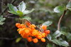 Argentine, Chili - Parc National de la Terre de Feu - Fleurs du houx local