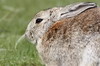 Argentine, Chili - Parc National de la Terre de Feu - Lapin