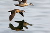 Argentine, Chili - Ushuaia - Couple de canards huppés