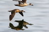 Argentine, Chili - Ushuaia - Couple de canards hupps