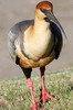 Argentine, Chili - Laguna Nimez (El Calafate) - Ibis  face noire