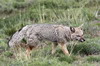 Argentine, Chili - Parc National Torres del Paine - Renard de Magellan