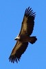 Vautour fauve (Gyps fulvus) - France