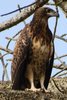 Pygargue vocifer (Haliaeetus vocifer) - S�n�gal