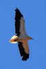 Vautour percnopt�re (Neophron percnopterus) - Iles Canaries