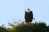 Pygargue vocifer (Haliaeetus vocifer) - Botswana