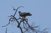 Tawny Eagle (Aquila rapax) - Botswana