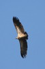 White-backed Vulture (Gyps africanus) - Botswana