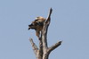 Tawny Eagle (Aquila rapax) - Botswana